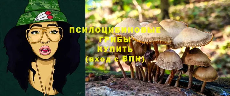 Галлюциногенные грибы Cubensis  где продают   Сланцы 